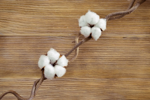 Dos flores de plantas de algodón esponjoso en ramita en escritorio de madera natural. Vista superior. Enfoque selectivo. Antecedentes para el concepto de spa.