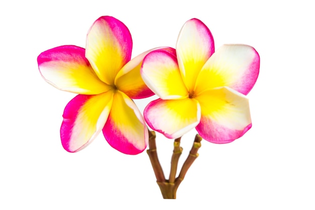 Foto dos flores de plumeria frangipani rosas y amarillas con pétalos en rama aisladas sobre fondo blanco