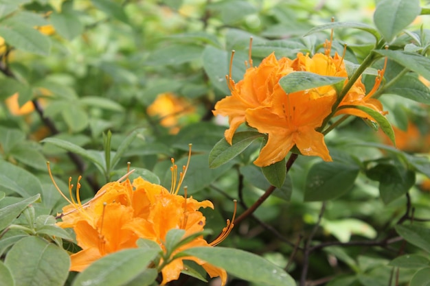 Dos flores rodendro amarillas en un parque de la ciudad en verano