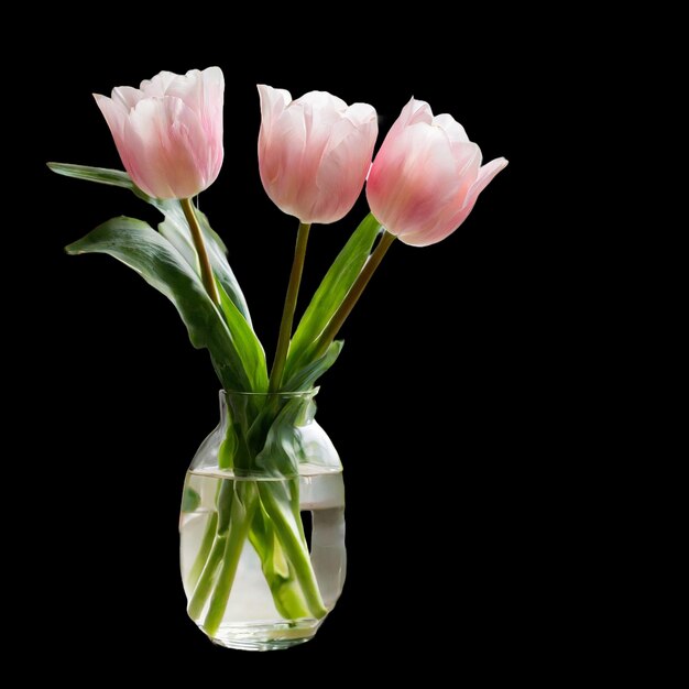 Foto dos flores rosas en un jarrón de vidrio con uno que tiene el otro rosa