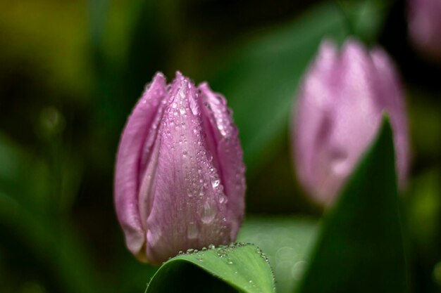 Foto dos flores de tulipán rosas mojadas por las gotas de lluvia