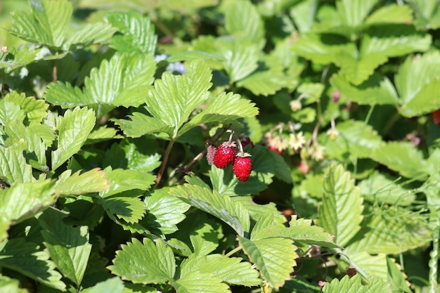 Dos fresas maduras entre hojas verdes en un jardín