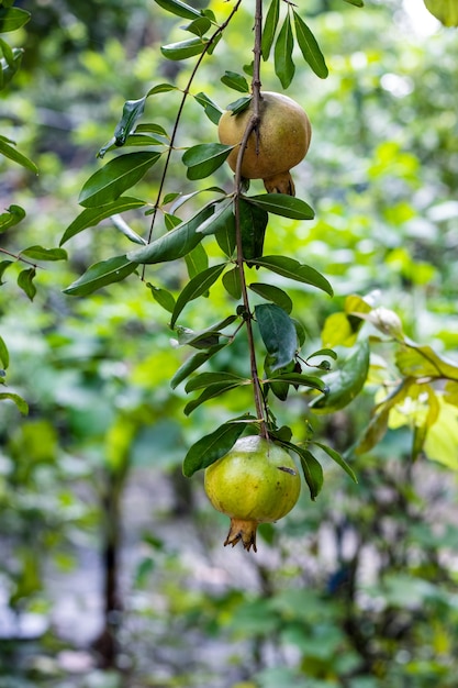 Dos frutas de granada colgando de una rama de cerca en el jardín del patio