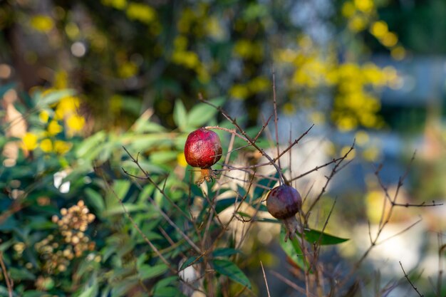 Dos frutas rojas están colgando de un árbol.