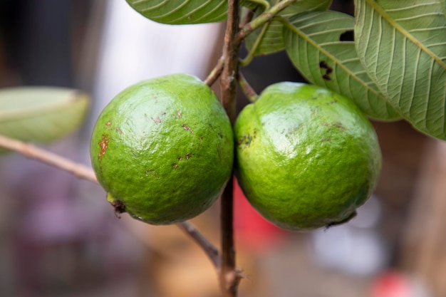 Dos frutas verdes de guayaba cruda en un árbol en el jardín de Bangladesh