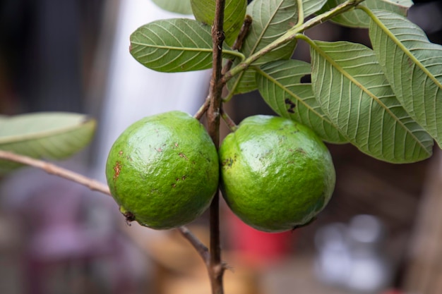 Dos frutas verdes de guayaba cruda en un árbol en el jardín de Bangladesh