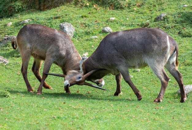 Dos gacelas Oryx luchando