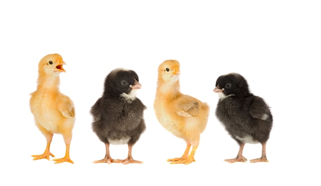 Dos gallinas amarillas y una pareja negra.