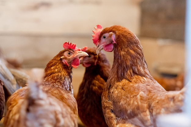 Dos gallinas rojas en el gallinero se miran de cerca Aves de corral para la agricultura en el pueblo