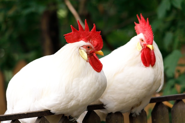 Dos gallos con peines rojos están sentados en la valla. Foto de alta calidad