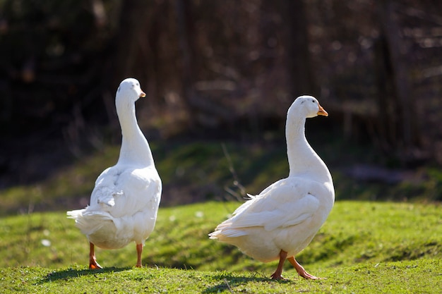 Dos gansos grandes blancos caminando pacíficamente juntos en el prado verde de hierba hacia el bosque oscuro borroso en un día soleado brillante. La belleza de las aves, la avicultura doméstica y el concepto de protección de la vida silvestre.