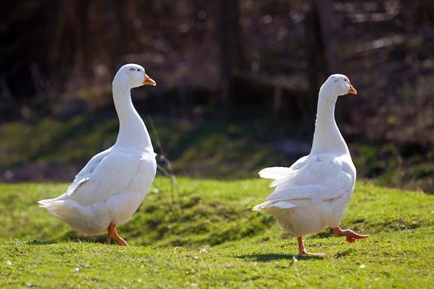 Dos gansos grandes blancos caminando pacíficamente juntos en el prado verde de hierba hacia el bosque oscuro borroso en un día soleado brillante. La belleza de las aves, la avicultura doméstica y el concepto de protección de la vida silvestre.