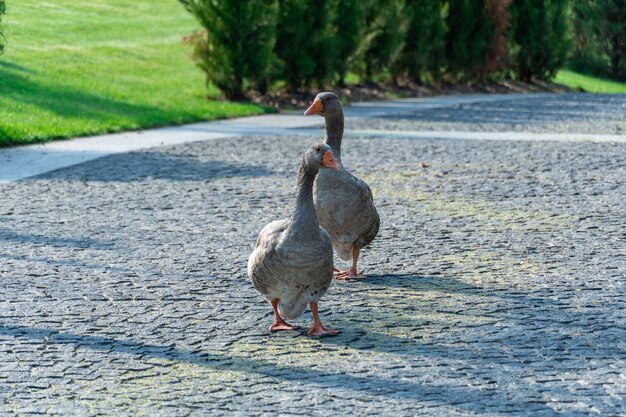 Foto dos gansos grises están caminando a lo largo de la carretera en el parque el ganso gris es una especie de gran ave acuática