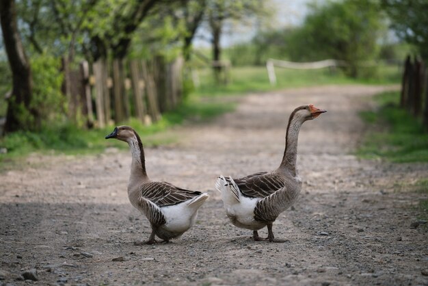 Dos gansos grises de una granja casera en un camino rural. Aves acuáticas domesticadas