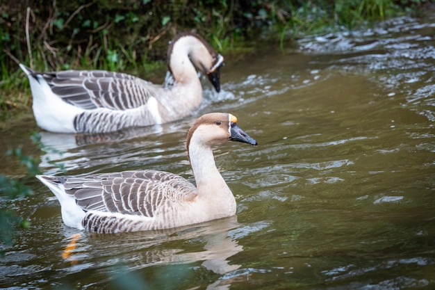 Dos gansos en un río en plena naturaleza