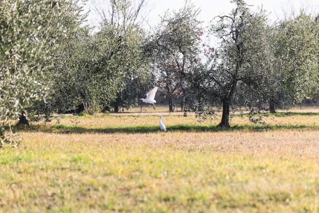 Dos garcetas juegan en olivares en un prado iluminado por el sol Enfoque selectivo