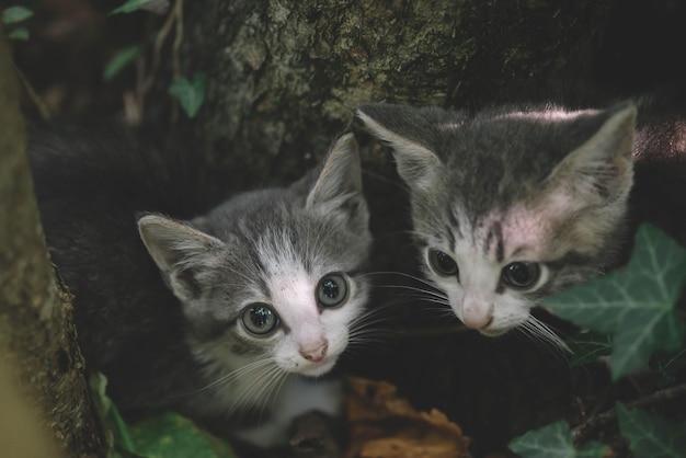 Dos gatitos abrazados, lindos gatitos asustados