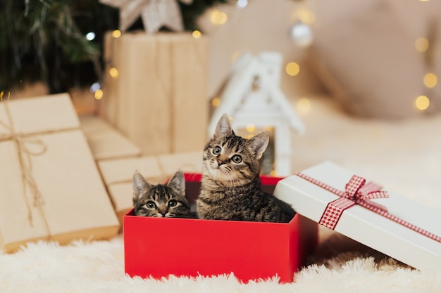 Dos gatitos en una caja de regalo roja.