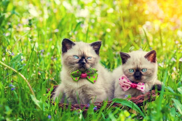 Dos gatitos en una canasta en un césped verde al amanecer.