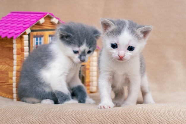 Dos gatitos cerca de la casa de juguete.