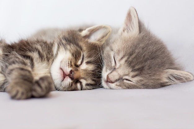 Dos gatitos duermen, abrazándose. Dulces sueños