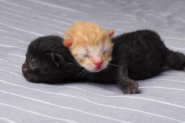 Dos gatitos de jengibre recién nacidos y negros yacen juntos