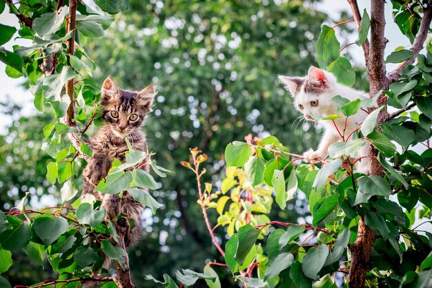 Foto dos gatitos jugando en el árbol.