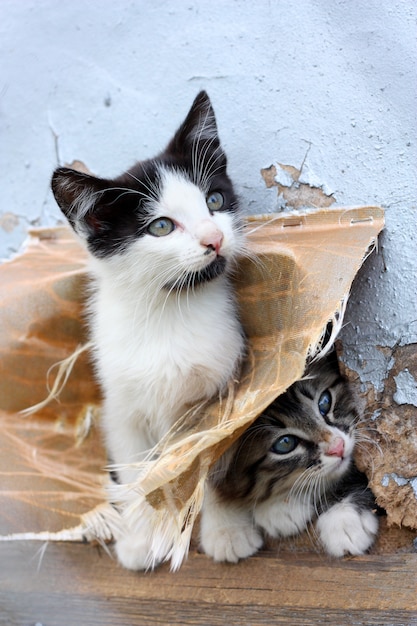 Dos gatitos juguetones divertidos sin hogar