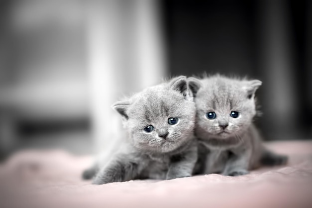 Dos gatitos lindos se acurrucan el uno al otro British Shorthair