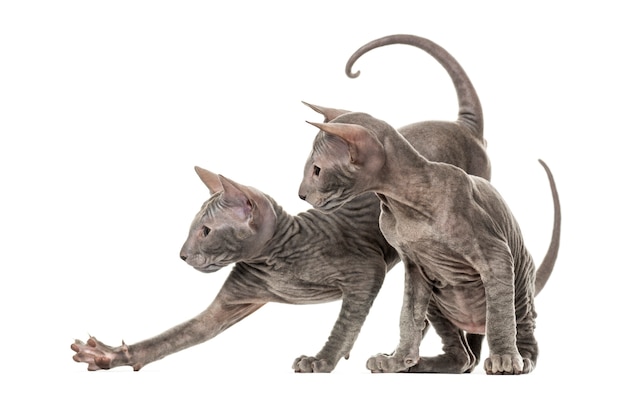 Dos gatitos Peterbald, aislados en blanco