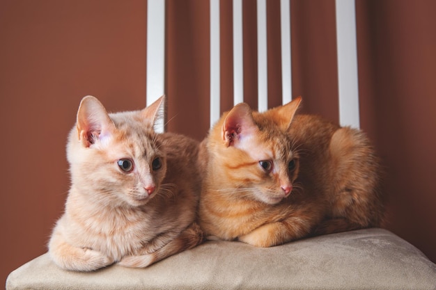 Dos gatitos sentados en una silla mirando en una dirección