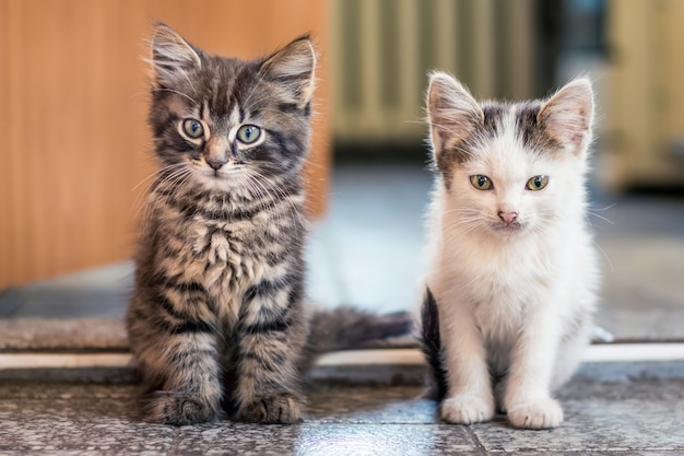 Los dos gatitos se sientan en el piso de la habitación. Los gatitos blancos con rayas grises son uno por uno. Los gatitos son amigos