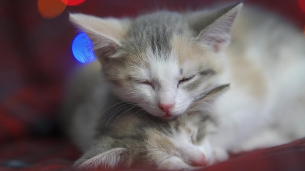 Dos gatitos somnolientos en el fondo de la guirnalda de Año Nuevo Un pequeño gato se queda dormido mientras está sentado y gracioso cae boca abajo