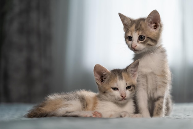 Foto dos gatitos tricolores en la cama del dormitorio. uno se sienta y el otro miente. cuidado de mascotas en casa. la ventana está en el fondo. primer plano, fondo borroso.