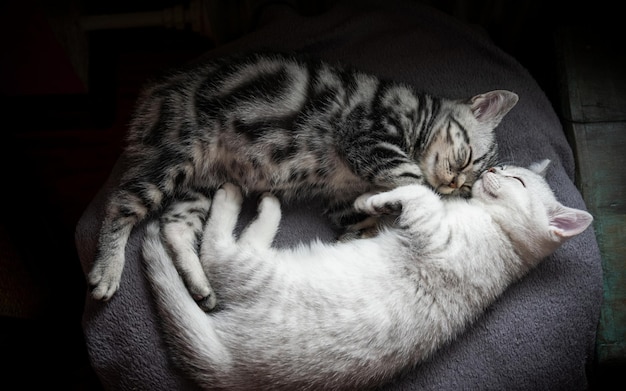 Dos gatitos yacen en el sofá y duermen.