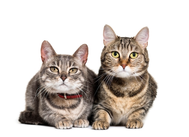 Dos gatos acostados juntos en una fila.