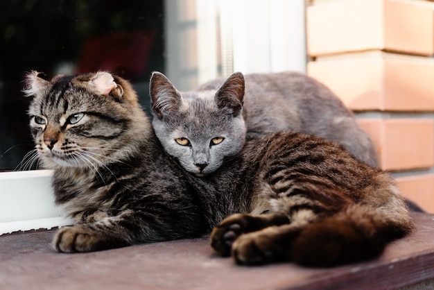 Dos gatos apoyándose el uno en el otro como amigos gatos amistad