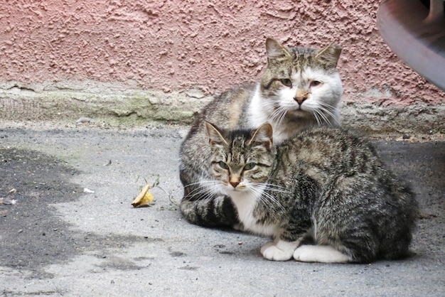 Dos gatos callejeros sin hogar miran con incredulidad al espectador de la calle