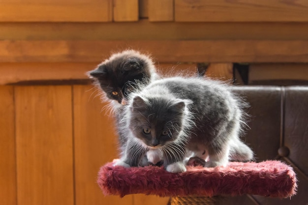 Dos gatos en una cama para gatos