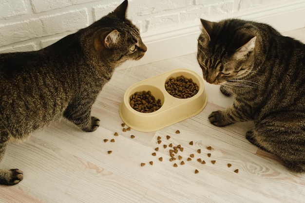 Dos gatos comen comida seca juntos en el apartamento.