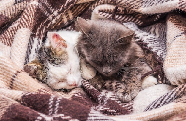 Dos gatos cubiertos con una manta durmiendo en la cama