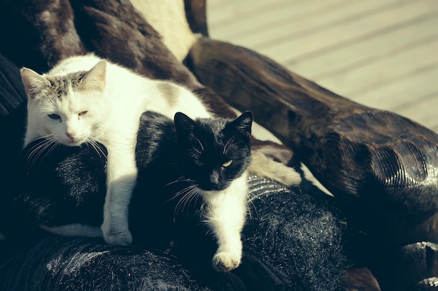 Dos gatos descansan en una silla