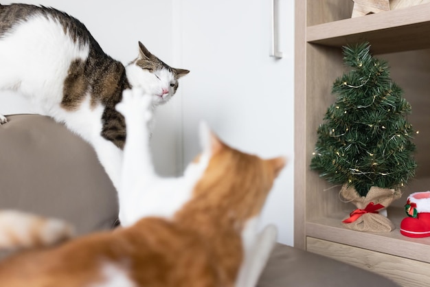 Dos gatos domésticos peleando en un sofá de cuero junto al árbol de Navidad