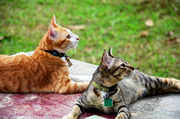 Dos gatos domésticos tailandeses se sientan y se relajan en el jardín en Phrae Tailandia