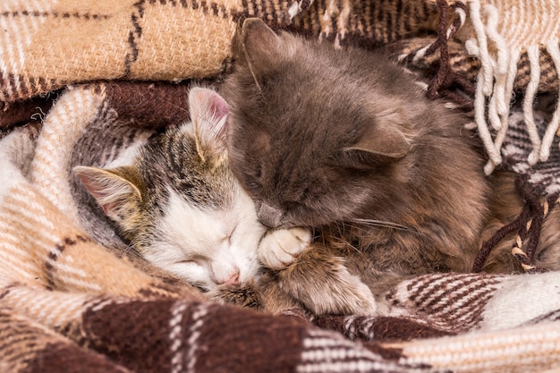 Dos gatos duermen abrazados bajo un plaid_