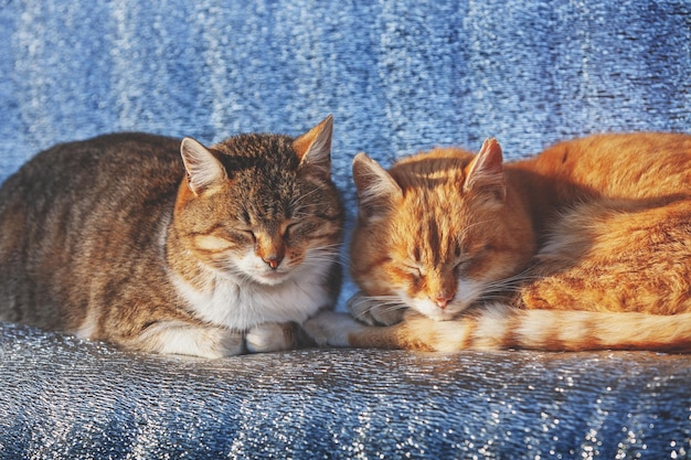 Dos gatos duermen en un banco