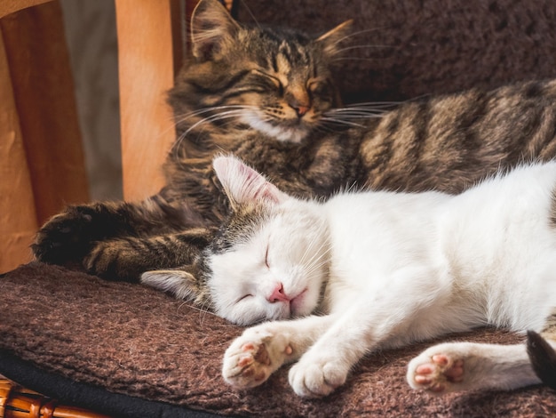 Dos gatos duermen en una silla de mimbre. Mascotas_