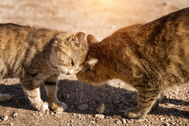 Dos gatos enamorados en la calle. Vida de calle.