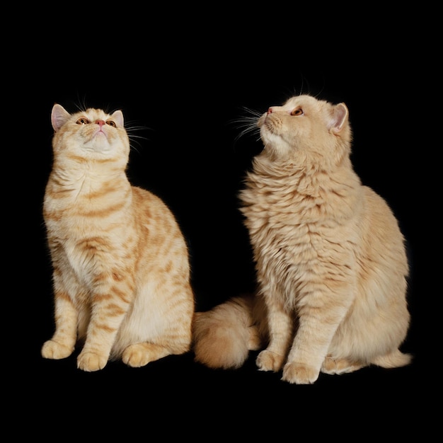 Dos gatos escoceses