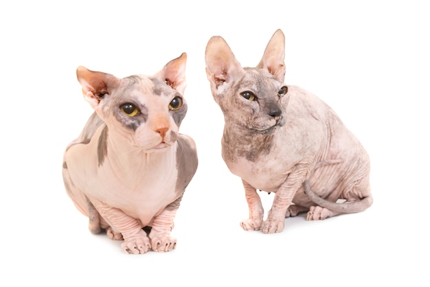 Dos gatos esfinge de pura raza que se sientan aislados en el fondo blanco. Foto de estudio de raza levkoy ucraniana